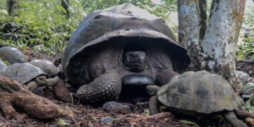 170 tortugas gigantes regresan a su hogar natural en la isla Isabela, provincia de Galápagos