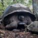 170 tortugas gigantes regresan a su hogar natural en la isla Isabela, provincia de Galápagos