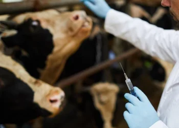 Advierte la FAO: uso de antibióticos en el ganado aumentará casi un 30 % para 2040