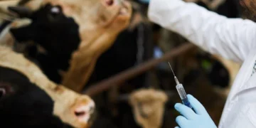 Advierte la FAO: uso de antibióticos en el ganado aumentará casi un 30 % para 2040