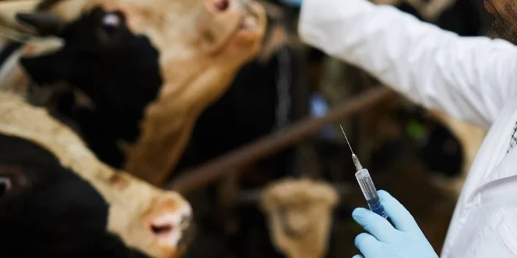 Advierte la FAO: uso de antibióticos en el ganado aumentará casi un 30 % para 2040