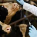 Advierte la FAO: uso de antibióticos en el ganado aumentará casi un 30 % para 2040