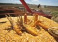 Gobierno anuncia compra directa al productor de arroz y maíz