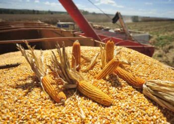 Gobierno anuncia compra directa al productor de arroz y maíz