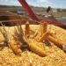 Gobierno anuncia compra directa al productor de arroz y maíz