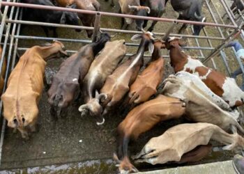 680 casos de abigeato en Santo Domingo de los Tsáchilas