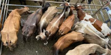 680 casos de abigeato en Santo Domingo de los Tsáchilas