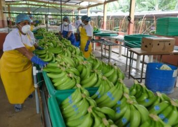 Concluye Cumbre del Banano con reto de sostenibilidad de la industria