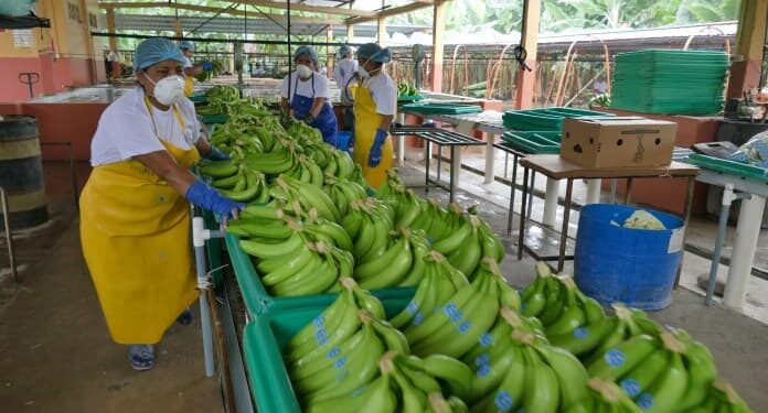 Concluye Cumbre del Banano con reto de sostenibilidad de la industria