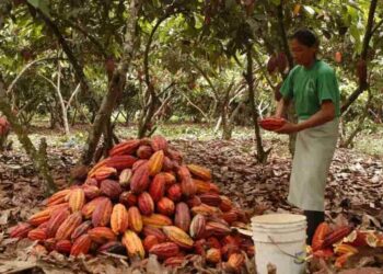 El Banco Mundial proyecta alza del 9% en precios del cacao para 2025