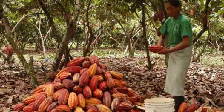 El Banco Mundial proyecta alza del 9% en precios del cacao para 2025