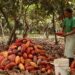 El Banco Mundial proyecta alza del 9% en precios del cacao para 2025