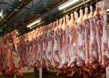 FAO: producción de carne de ave y res aumenta; sector porcino frena su expansión