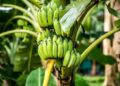 Chiquita Panamá cerrará fincas de banano y pierde cuota en el mercado internacional