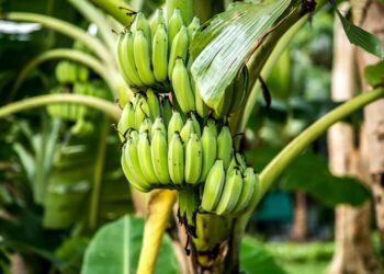 Chiquita Panamá cerrará fincas de banano y pierde cuota en el mercado internacional