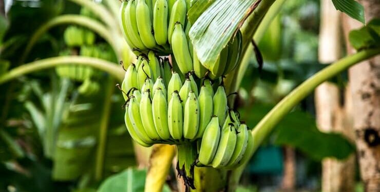 Chiquita Panamá cerrará fincas de banano y pierde cuota en el mercado internacional