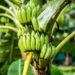Chiquita Panamá cerrará fincas de banano y pierde cuota en el mercado internacional