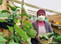 FAO: Las mujeres representan el 36 % de la fuerza laboral en los sistemas agroalimentarios en América Latina y el Caribe