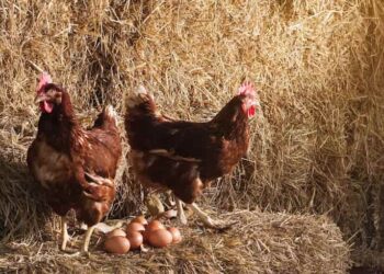 En Estados Unidos alquilan gallinas para enfrentar los altos precios del huevo
