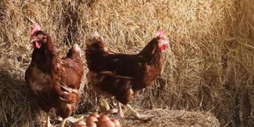 En Estados Unidos alquilan gallinas para enfrentar los altos precios del huevo
