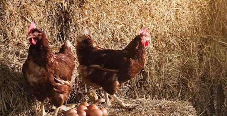 En Estados Unidos alquilan gallinas para enfrentar los altos precios del huevo