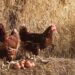 En Estados Unidos alquilan gallinas para enfrentar los altos precios del huevo