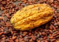 Asamblea Nacional declara al cantón Palanda como “El Origen del Cacao”