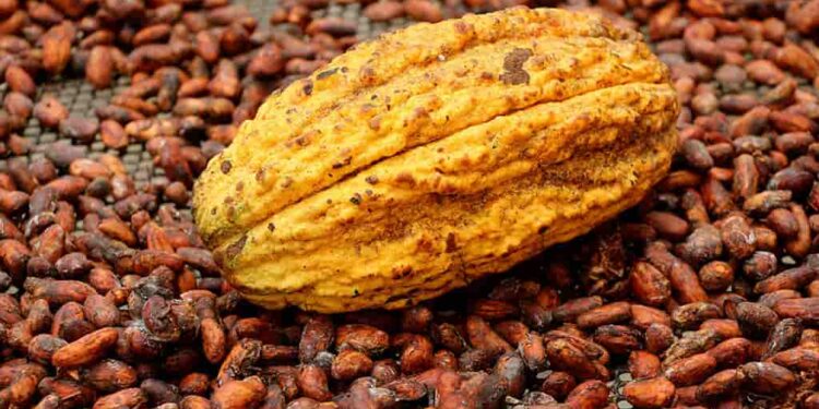 Asamblea Nacional declara al cantón Palanda como “El Origen del Cacao”