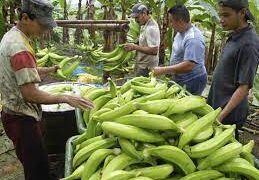 Caja de plátano barraganete alcanza récord histórico de 16 dólares en el Carmen, Manabí