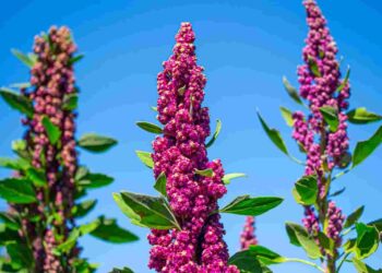 Ecuador, sede del IX Congreso Mundial de la Quinua y el VI Simposio Internacional de Granos Andinos