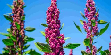 Ecuador, sede del IX Congreso Mundial de la Quinua y el VI Simposio Internacional de Granos Andinos