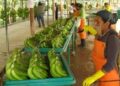 En 2025: Exportación de banano ecuatoriano crece en 3.21%