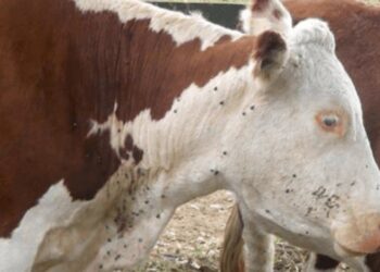 Avance científico clave: anuncian vacuna contra la garrapata con 90% de efectividad