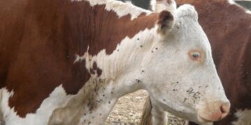 Avance científico clave: anuncian vacuna contra la garrapata con 90% de efectividad