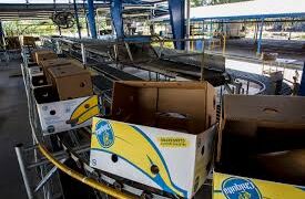 Por huelga de trabajadores se pierden 450 mil cajas de banano en Panamá