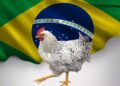 Brasil se declara libre de Influenza Aviar y busca reactivar exportaciones