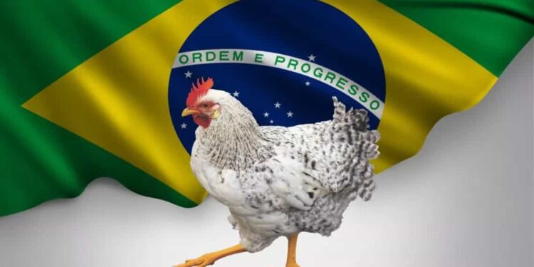 Brasil se declara libre de Influenza Aviar y busca reactivar exportaciones