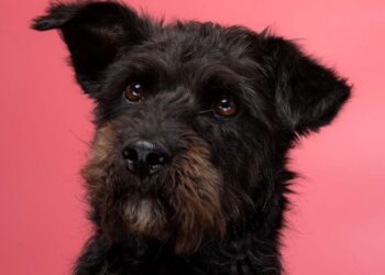 En Quito: Galería fotográfica para adoptar al mejor amigo del hombre