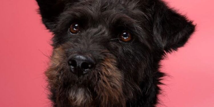 En Quito: Galería fotográfica para adoptar al mejor amigo del hombre