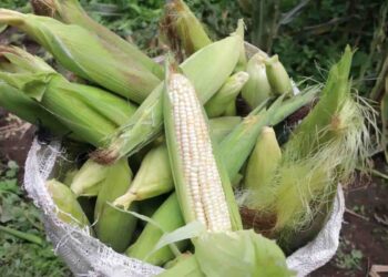 Producción de granos en México caería a su nivel más bajo en 25 años