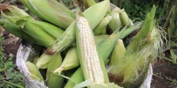 Producción de granos en México caería a su nivel más bajo en 25 años