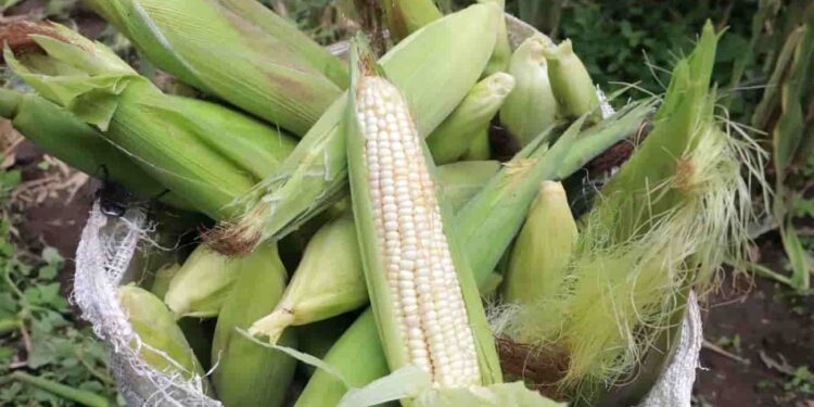 Producción de granos en México caería a su nivel más bajo en 25 años