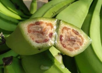 Agrocalidad impulsa acciones para el control del moko con respaldo de expertos de Brasil