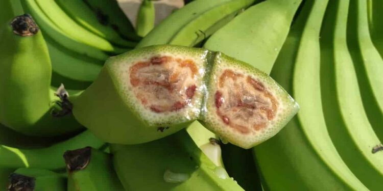 Agrocalidad impulsa acciones para el control del moko con respaldo de expertos de Brasil