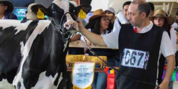 Todo listo para la feria “Expo Feria Ganadera Nuestra Señora de El Cisne