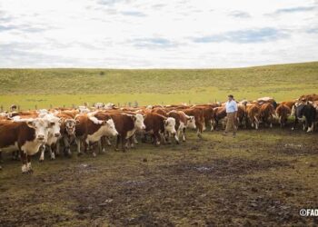 14 millones de pequeños productores, mueven la ganadería en América Latina y el Caribe