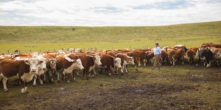 14 millones de pequeños productores, mueven la ganadería en América Latina y el Caribe