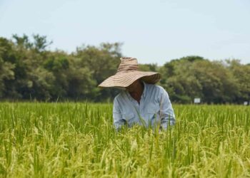 Cobierno y productores colombianos logran acuerdo para la estabilización de la cadena arrocera
