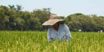Cobierno y productores colombianos logran acuerdo para la estabilización de la cadena arrocera