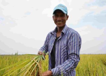 El MAG comprará 78 mil quintales de arroz a productores de Guayas y Los Ríos